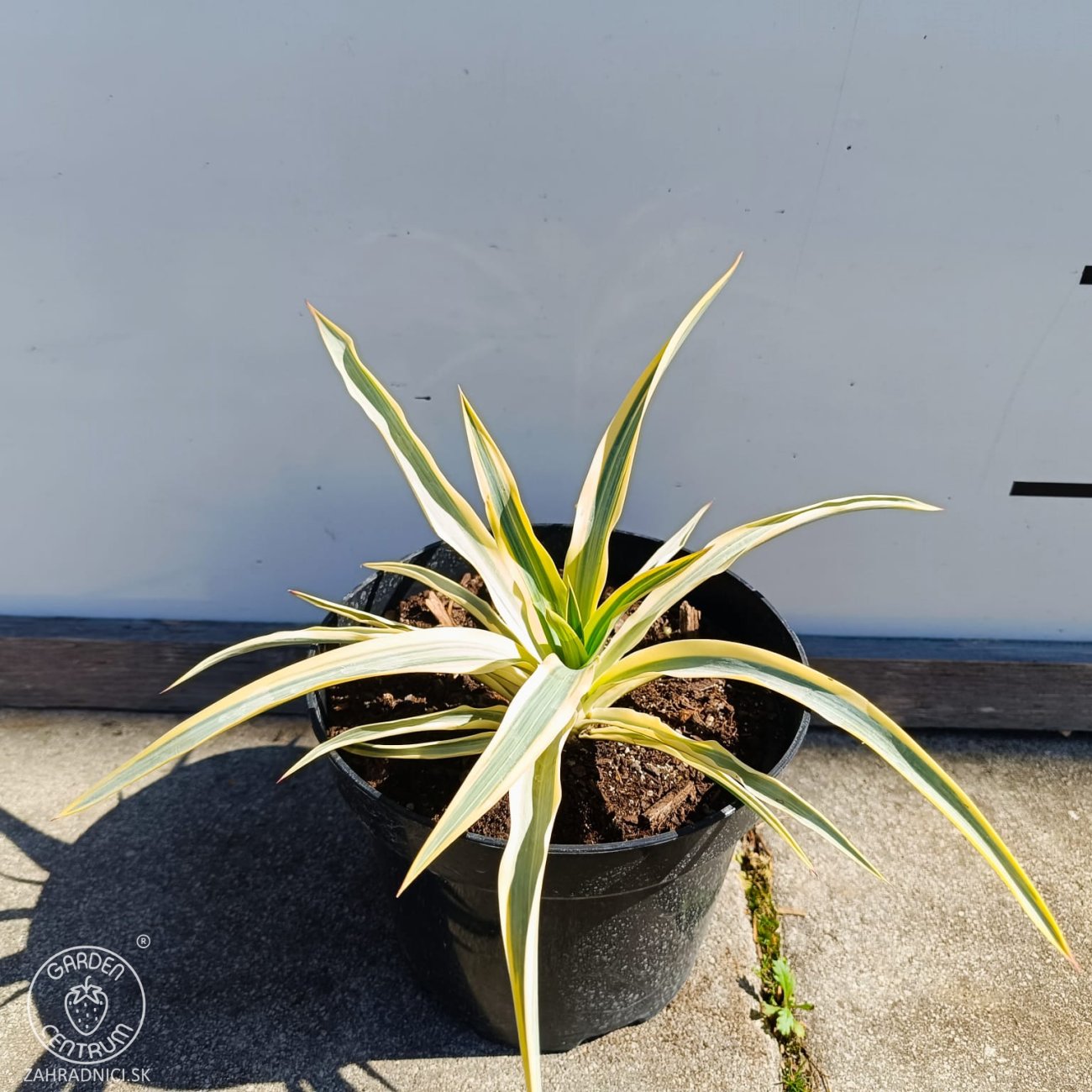 Obrázok Juka nádherná (Yucca gloriosa) ´CITRUS TWIST´® - výška 10 cm ⌀15-25 cm, kont. C2L (-20°C)